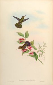 Metallura primolina = Metallura williami primolina de John Gould